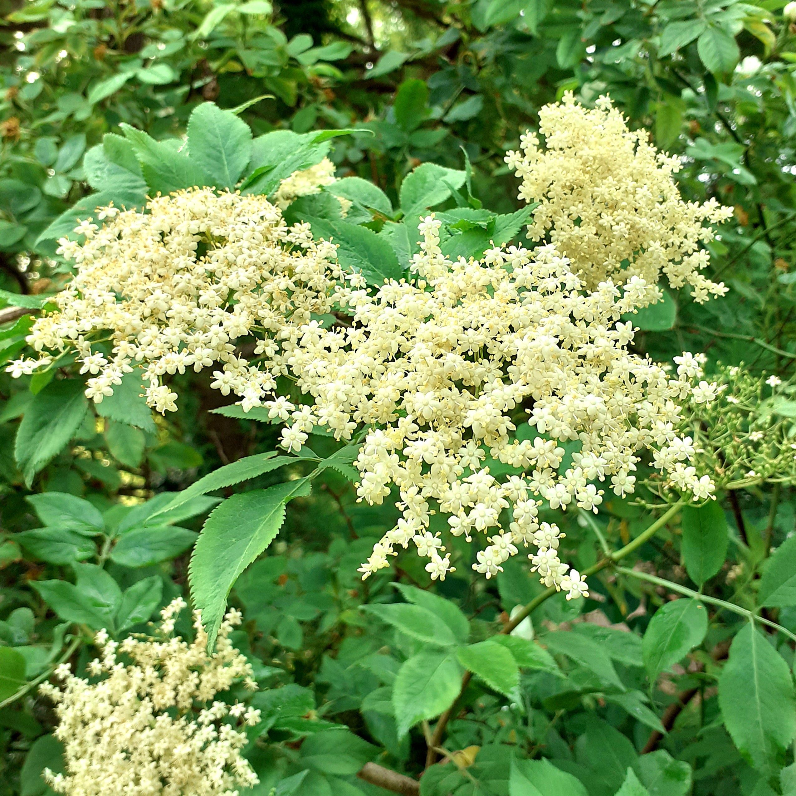 Best Foraging Tree Top Foraging Tips – Chez Beccy